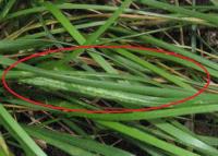 foto di Foglia di Lolium perenne
