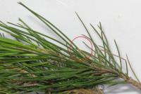 foto di Foglie di Pinus pinea