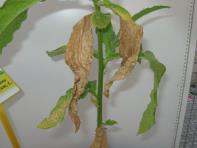 foto di Foglie di Nicotiana tabacum
