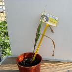 foto di Gladiolus gandavensis