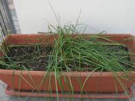 foto di Lolium perenne
