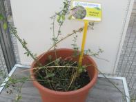 foto di Medicago sativa