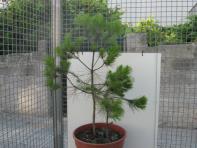 foto di Pinus pinea
