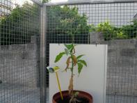 foto di Nicotiana tabacum, cv. Bel W3