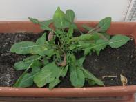 foto di Taraxacum officinale