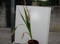 foto di Gladiolus gandavensis