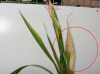 foto di Foglia di Gladiolus gandavensis