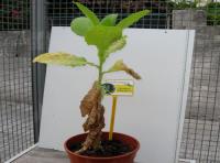 foto di Nicotiana tabacum