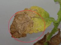 foto di Foglia di Nicotiana tabacum