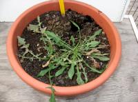 foto di Taraxacum officinale