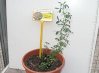 foto di Medicago sativa
