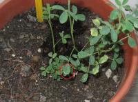 foto di Foglia di Medicago sativa