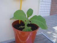 foto di Nicotiana tabacum, cv. Bel W3