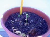 foto di Medicago sativa