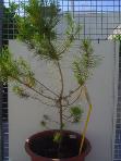 foto di Pinus pinea