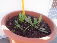 foto di Taraxacum officinale
