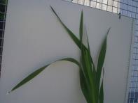 foto di Gladiolus gandavensis