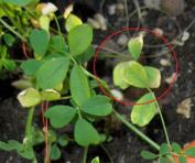foto di Foglie di Medicago sativa