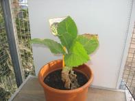 foto di Nicotiana tabacum
