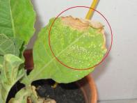 foto di Foglia di Nicotiana tabacum