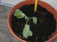 foto di Brassica oleracea