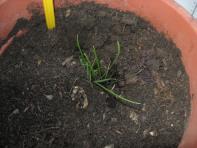 foto di Lolium perenne