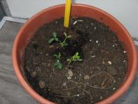 foto di Medicago sativa
