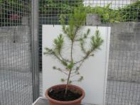 foto di Pinus pinea