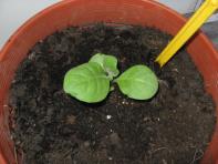 foto di Nicotiana tabacum, cv. Bel W3