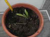 foto di Taraxacum officinale