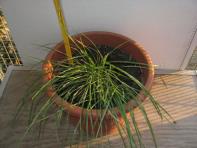 foto di Lolium perenne