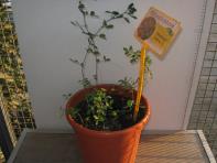 foto di Medicago sativa