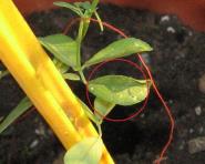 foto di Foglie di Medicago sativa