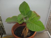 foto di Nicotiana tabacum