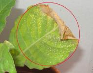 foto di Foglia di Nicotiana tabacum