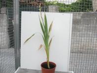 foto di Gladiolus gandavensis