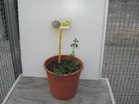 foto di Medicago sativa