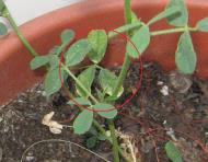 foto di Foglie di Medicago sativa