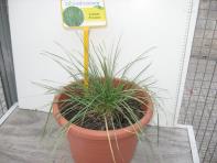 foto di Lolium perenne