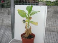 foto di Nicotiana tabacum