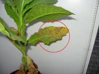 foto di Foglia di Nicotiana tabacum
