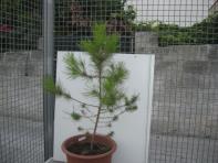 foto di Pinus pinea