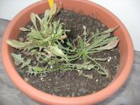 foto di Taraxacum officinale