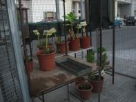 foto di Biocentralina