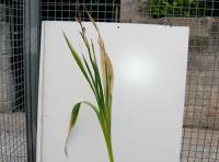 foto di Gladiolus gandavensis