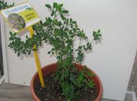 foto di Medicago sativa