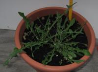 foto di Taraxacum officinale
