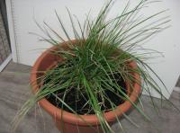 foto di Lolium perenne