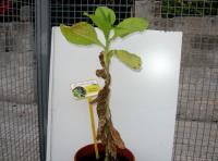 foto di Nicotiana tabacum
