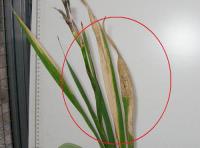 foto di Foglia di Gladiolus gandavensis